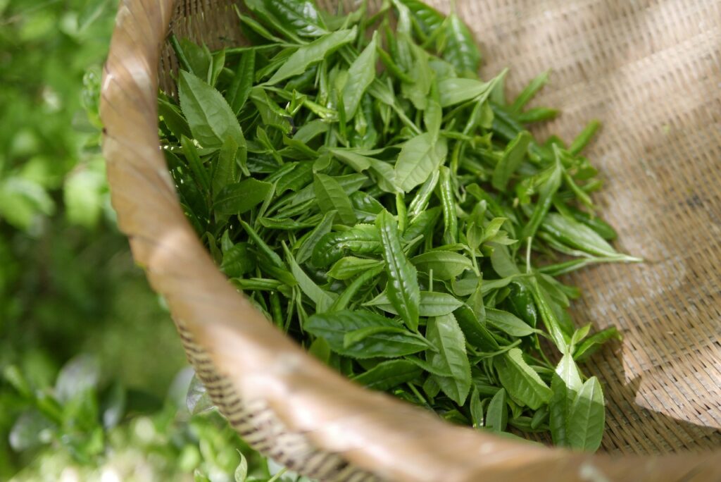 韓国アイドル肌を実現するグリーン下地で赤み消しはどうする？